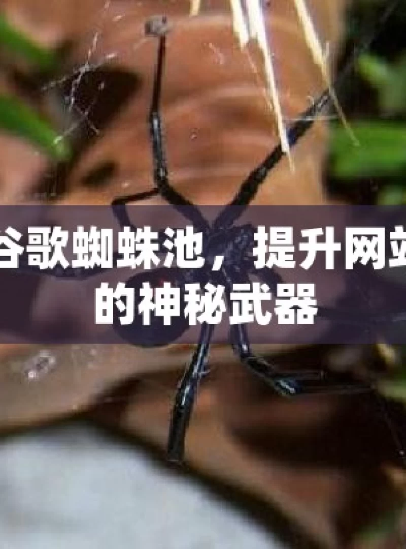 探索谷歌蜘蛛池，提升网站排名的神秘武器